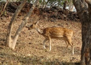 Gir National Park and Wildlife Sanctuary, also known as Sasan Gir, is a forested area, national park, and wildlife sanctuary 