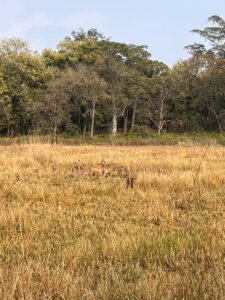 Jim Corbett National Park are home to countless wild animals