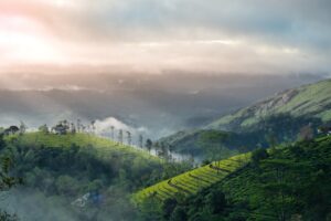 When in Munnar, Kerala, be sure to visit its renowned evergreen tea estates. 