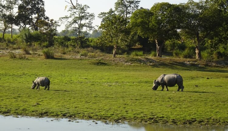 The journey from New Jalpaiguri to Guwahati promises an adventurous ride through the stunning northeastern region of India.