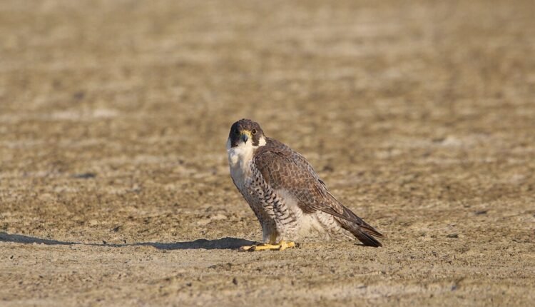 Vedang Narain, CC BY-SA 4.0 , via Wikimedia Commons