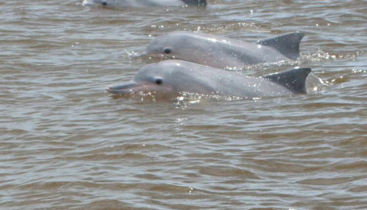 Jan Willem Broekema from Leiden, The Netherlands, CC BY-SA 2.0 , via Wikimedia Commons - Gangetic Dolphins Return to Patna