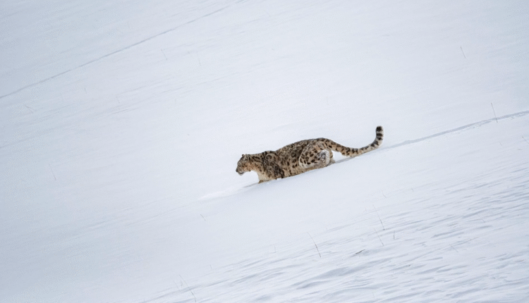 Snow Leopard Trust, CC BY 3.0 , via Wikimedia Commons - Snow Leopard Tourism